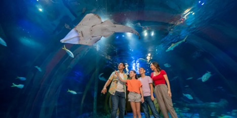 SEA LIFE Orlando Aquarium image 1